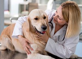 Clínica Veterinaria Neva veterinaria con perro
