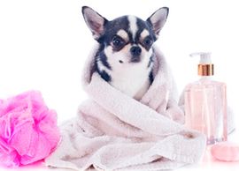 Clínica Veterinaria Neva perro en toalla