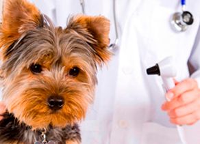 Clínica Veterinaria Neva veterinario atendiendo perro